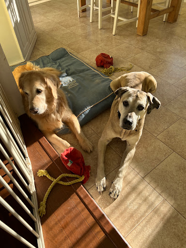 Hopewell Veterinary Group Inc - Thumbnail