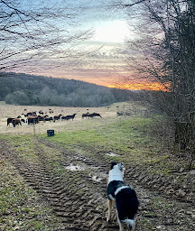 Photo n°2 de La Roulotte du Berger EARL à Noroy-le-Bourg (Dresseur pour chiens)