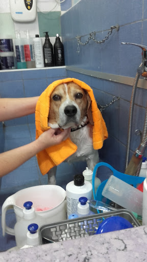 Toelettatura cani e gatti ad Enna Conlacoda - Thumbnail
