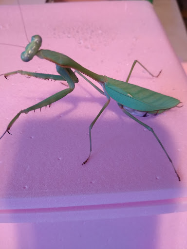 mantisplace.com - Thumbnail