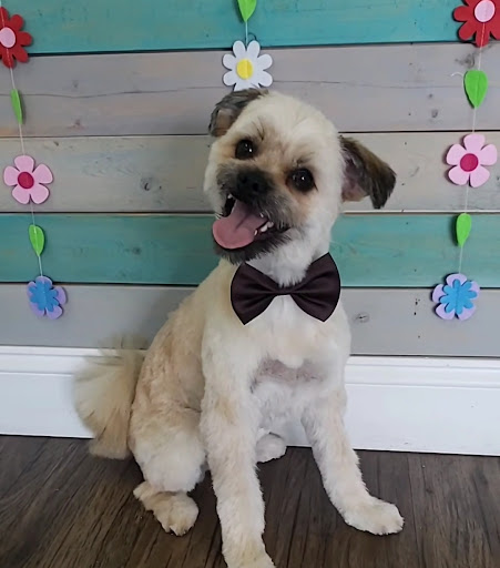 Miss. Bones' Pet Parlour