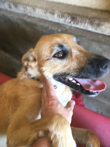 Auramist Lodge Dog Boarding And Cattery - Australia