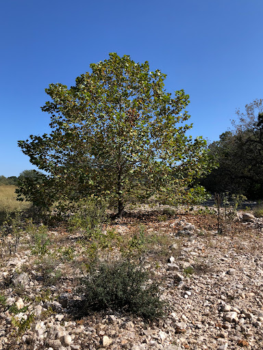 Wilkinson Ranch - Visual