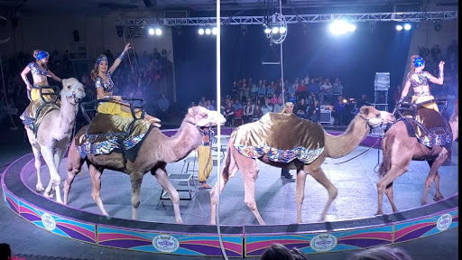 Jamil Shrine Circus - Thumbnail