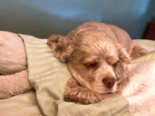 Pet Clips - Visual
