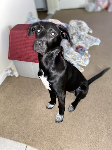 Montevallo Animal Clinic: Parker Sam DVM - Thumbnail