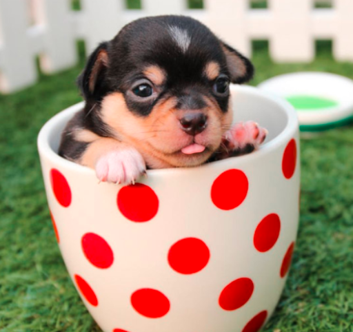 Four Corners Veterinary Clinic - Thumbnail