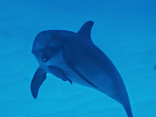 Devocean Dive - Thumbnail