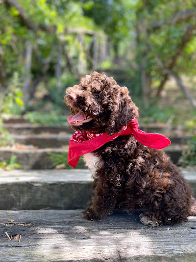 ALLEVAMENTO del cane da Tartufo LAGOTTO Romagnolo Cacao Meravigliao del Dott. Capogrosso Dario