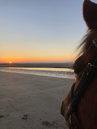 Photo n°8 de Haras des Monts Honfleur à Honfleur (Centre de randonnée équestre)