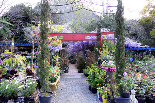 Birchgrove Nursery and garden center - Thumbnail