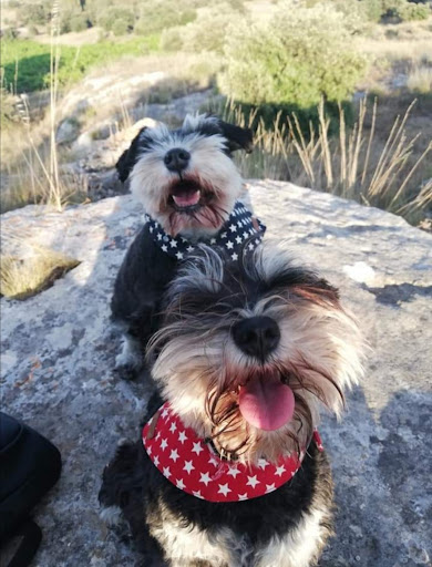 Natur'dog toilettage - Thumbnail