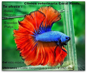 Clinica Veterinaria Coral Reefs 5