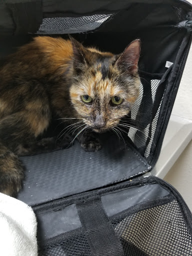 Alessandro Animal Hospital - Thumbnail