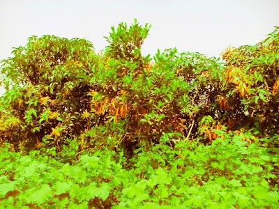 Photos of kalicor park