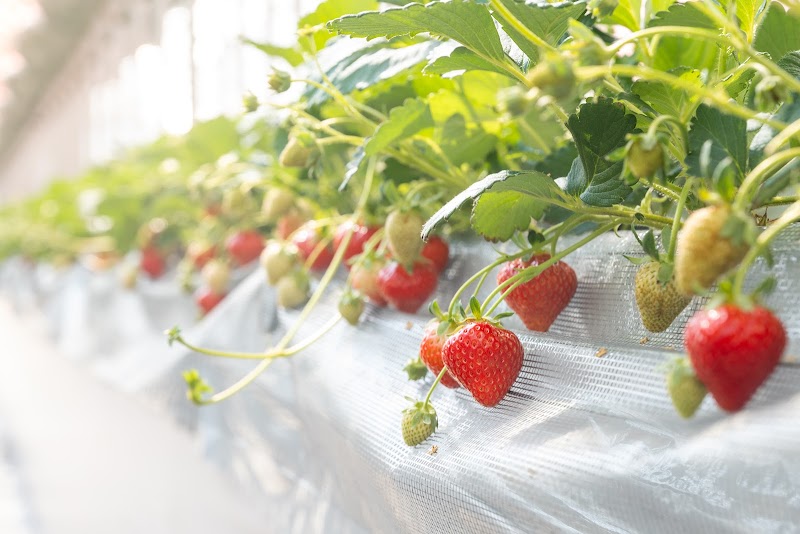 鎌倉いちごファーム