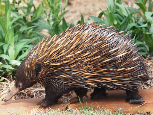 Hartmann Bushland Reserve - Thumbnail