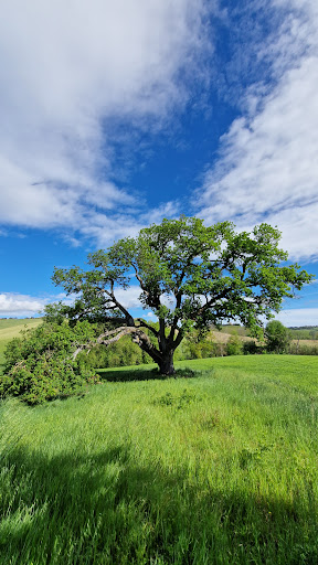 Roverella Albero Monumentale d'Italia "Cerquabella" - Thumbnail