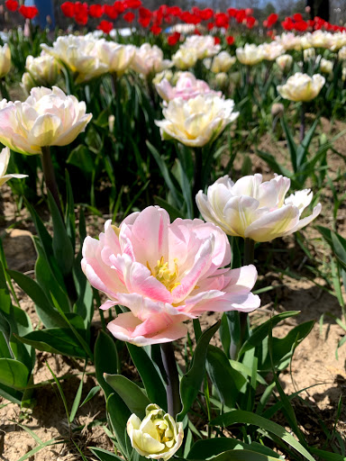 Wicked Tulips - Exeter RI - Thumbnail