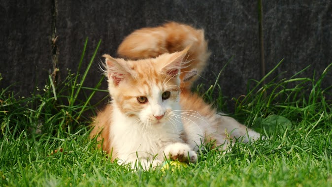 CoonKitty breeding Maine Coons, Author: Paweł Popowski