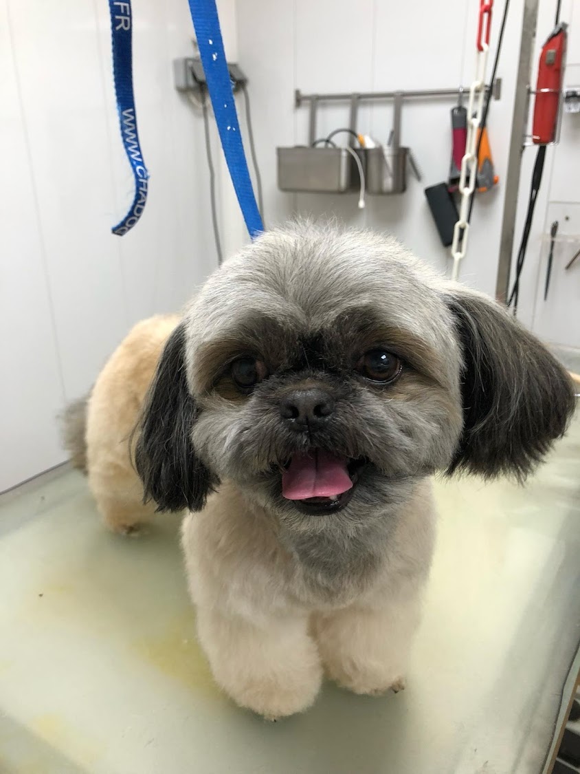 Image de Armelle Toiletteuse Chiens Et Chats