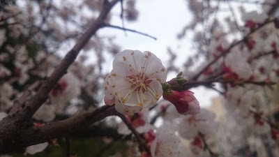 Photos of Ettehad Park
