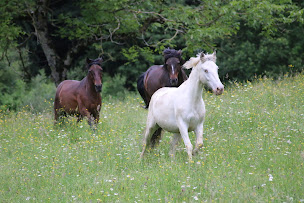 Photo n°6 de Ferme du Centaure à Sacoué (Centre de randonnée équestre)