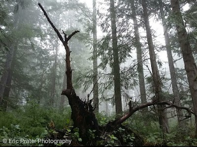 Alsea falls campground