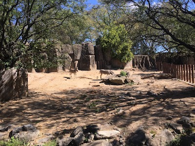 Zebra And Rhino Habitat