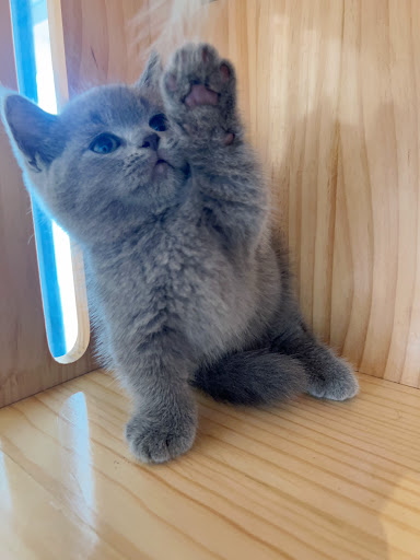 樂之心寵物生活舘