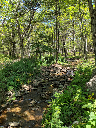 Story of the Forest Trailhead - Thumbnail