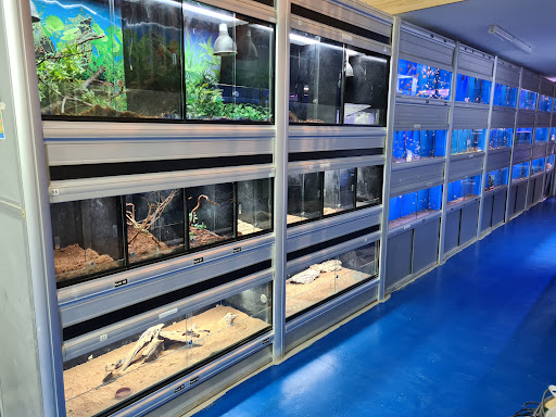 Fish Tank - Visual