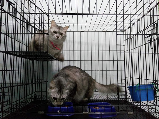 LAZY CATS BOARDING HOUSE