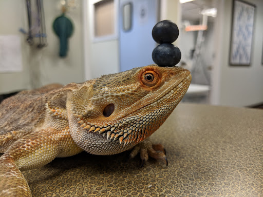 Stahl Exotic Animal Veterinary Services Gallery - United States