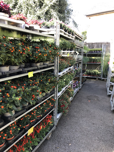 Quality Plants - Visual