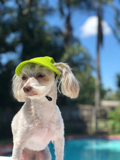Country Club Pet World Kennel - Thumbnail