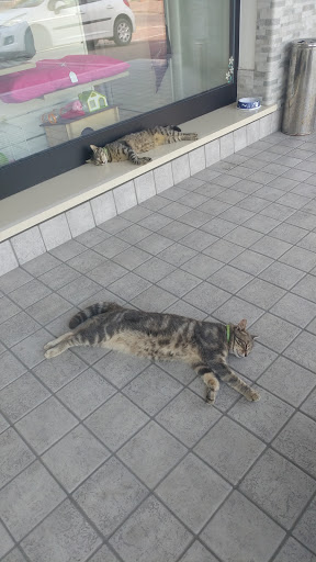 Cuccioli e Coccole di Biasio Chiara Logo