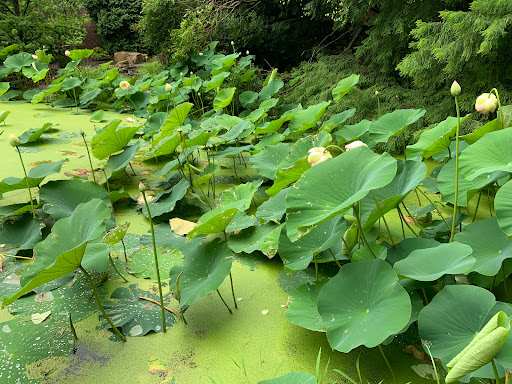Mission Oaks Gardens - Thumbnail