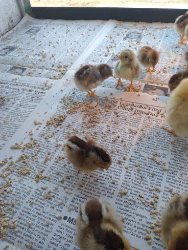 Clausing Feed Center/True Value - Visual