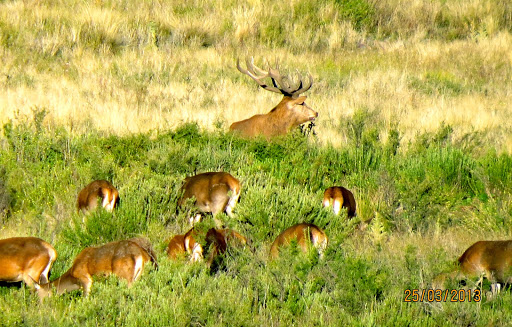 Red Stag Patagonia