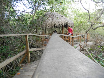 Photos of Paseo Comunitario Manglar La Boca