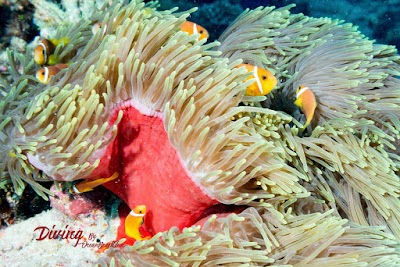 Photos of Ocean Beach Inn - Maldives