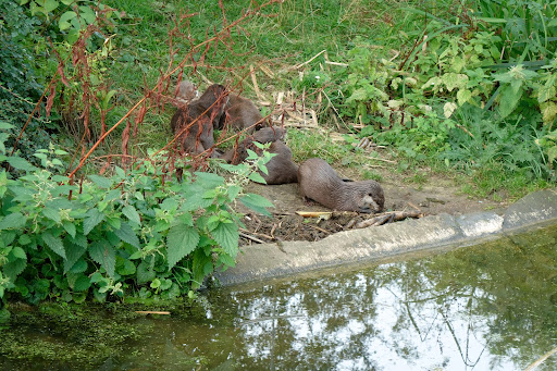 Otters - Visual