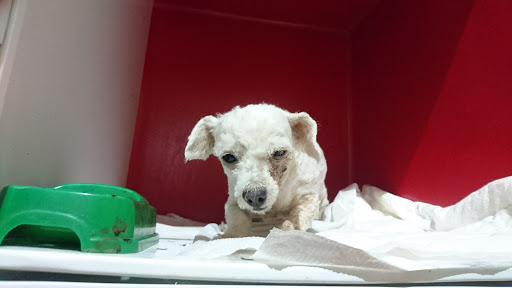 Perros y Gatos. clinica Veterinaria - Thumbnail