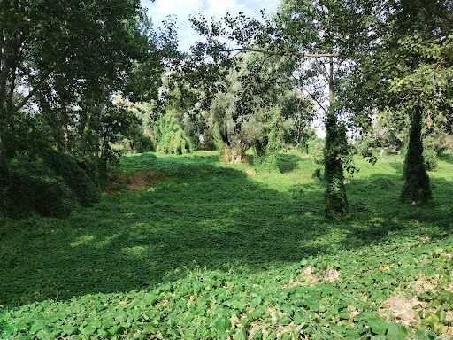 Bosco Della LITE