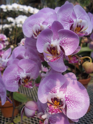 Uncut Flowers LLC - Thumbnail