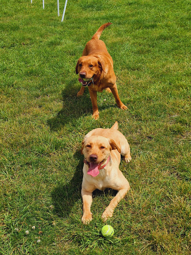 SecurePaws Derby - Visual
