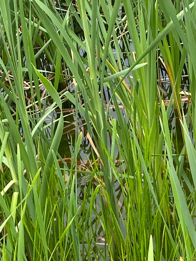 NaturFreibad Herrenberg - Thumbnail