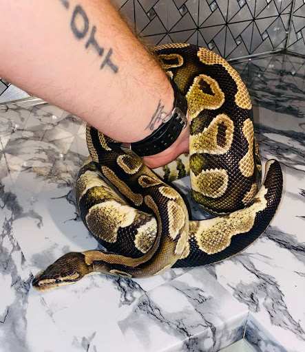 Elliott Exotics - Visual