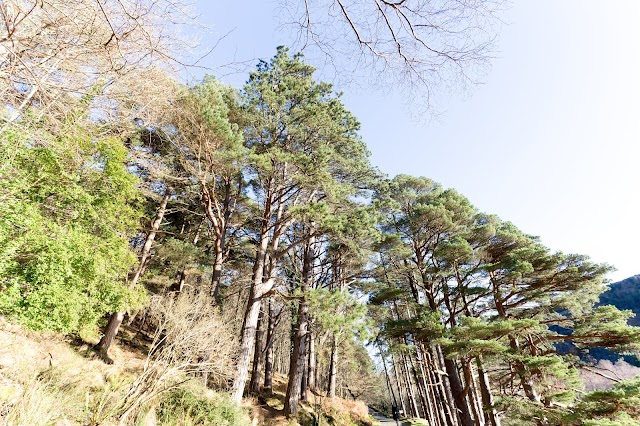 Glendalough Monastic Site